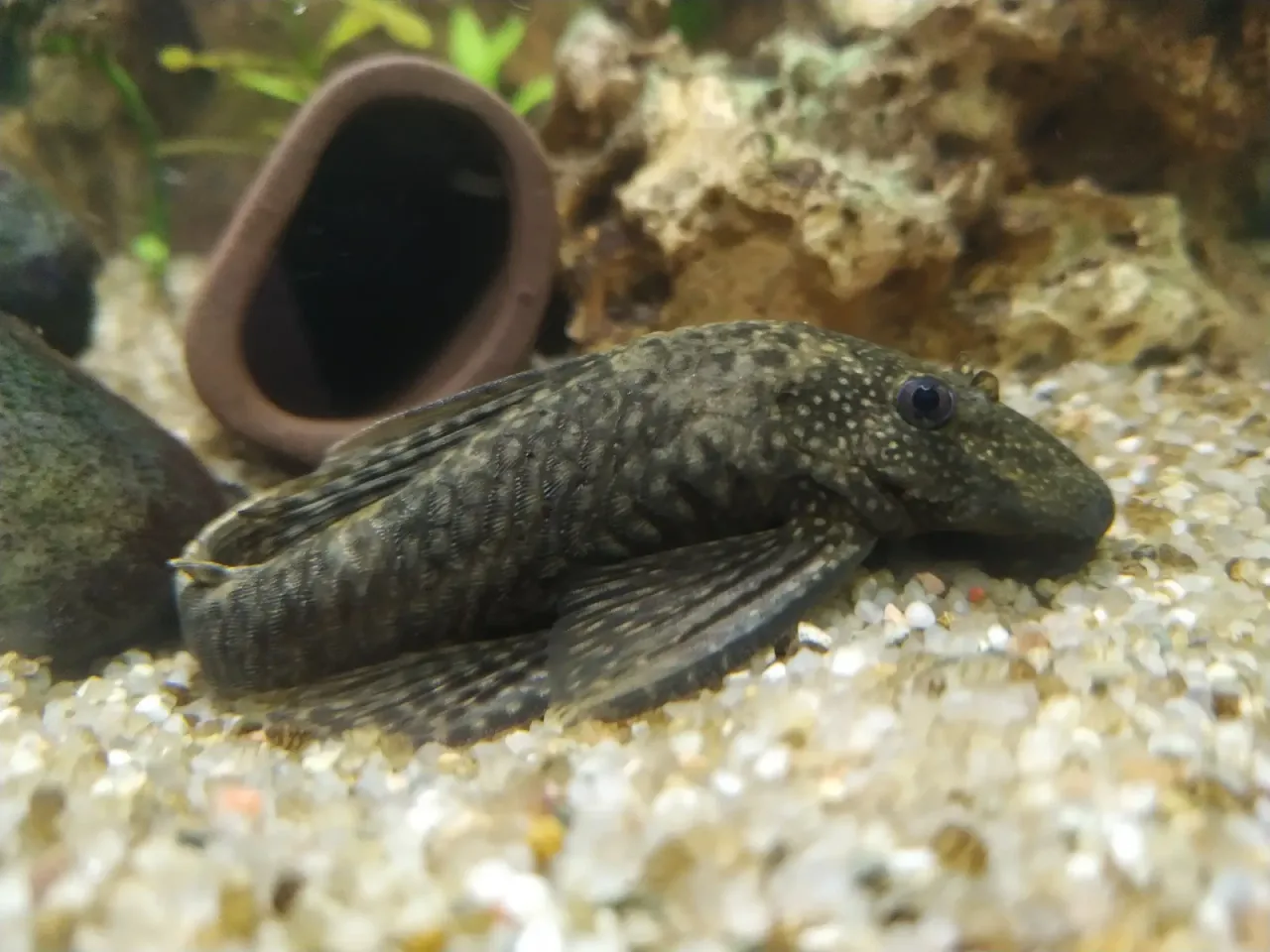 dieta zbrojnika niebieskiego