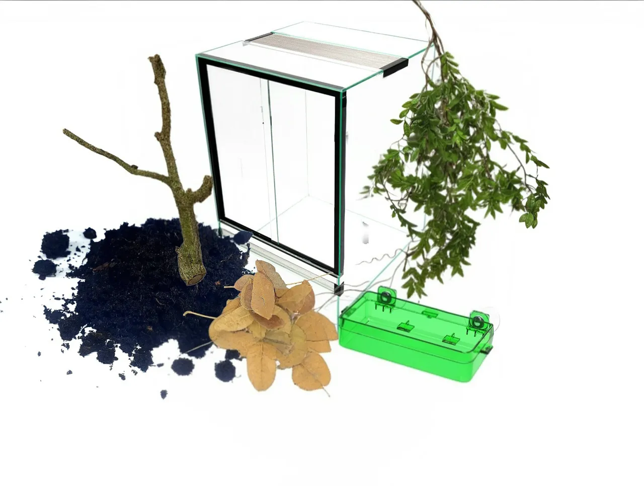 terrarium gekon orzęsiony z roślinami