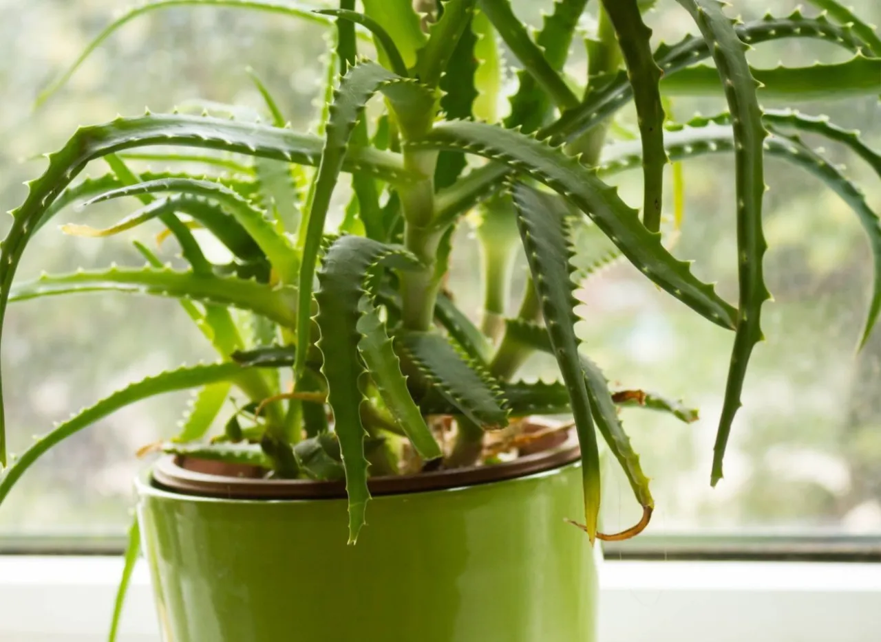 roślina aloes vera w doniczce