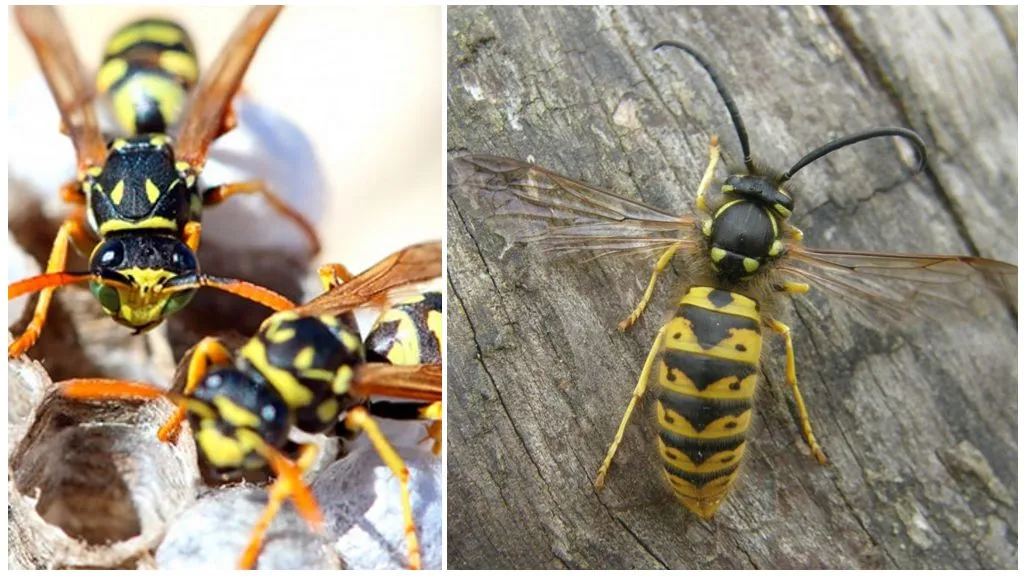 Zdjęcie Gdzie zimują osy: Poznaj wszystkie tajemnice zimowania tych owadów