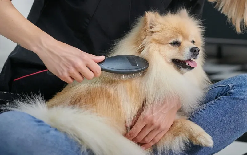 Narzędzia do pielęgnacji sierści szpica