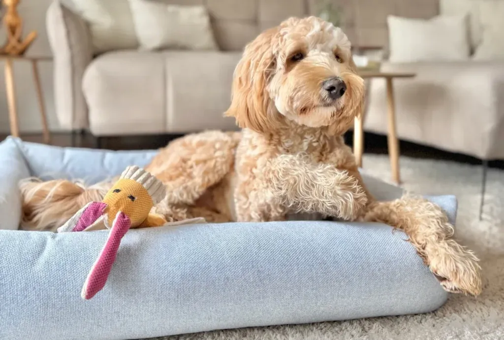 Szczęśliwy szczeniak z zabawką lub w legowisku