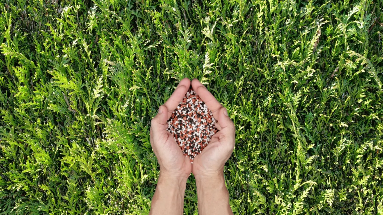 kalendarz nawożenia tui