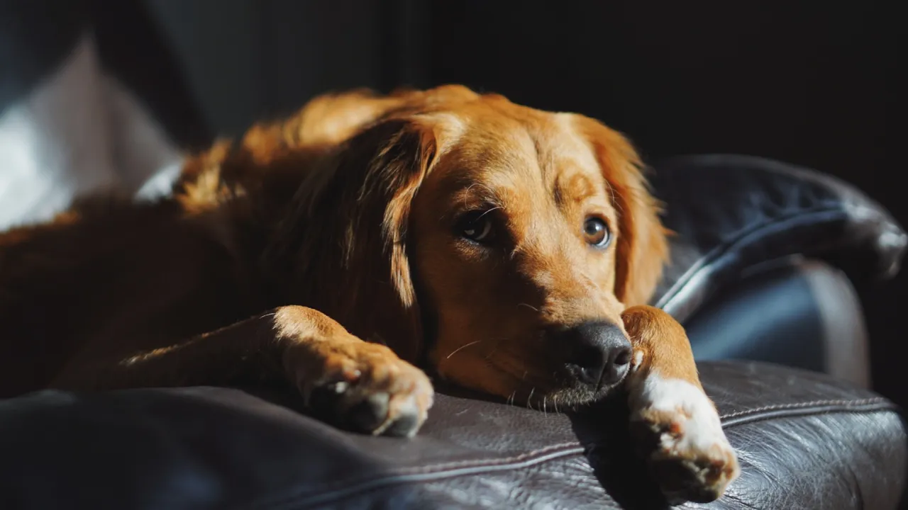szkolenie psa zostawanie w domu