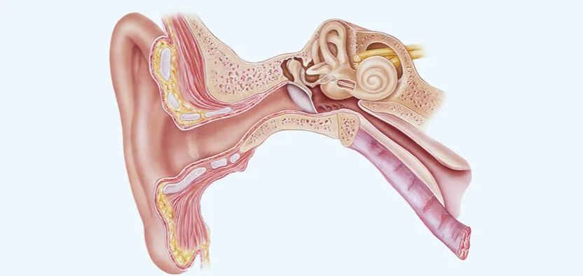 anatomia ucha przyczyny b&oacute;lu
