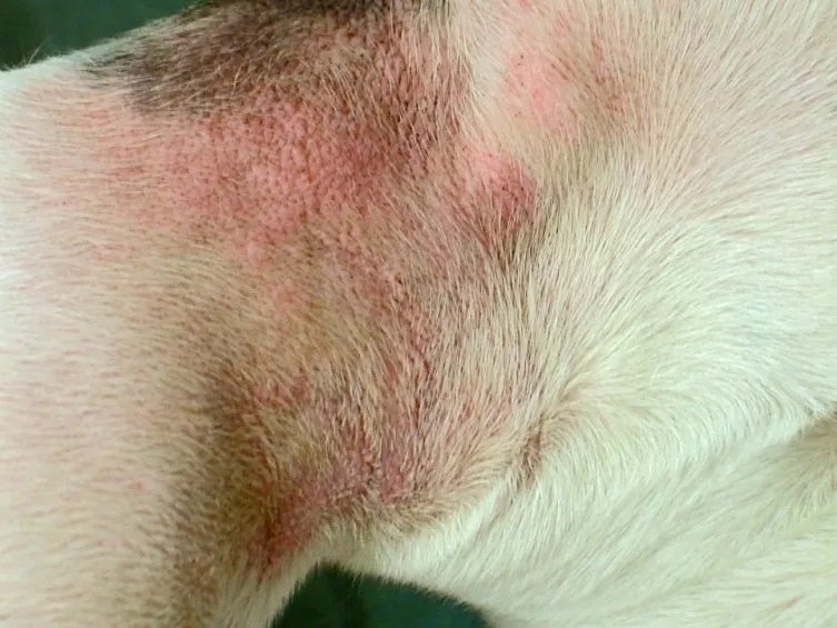 pies drapanie alergia sk&oacute;rna