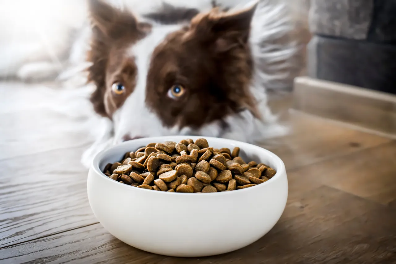 pies dostający tabletkę w smakołyku