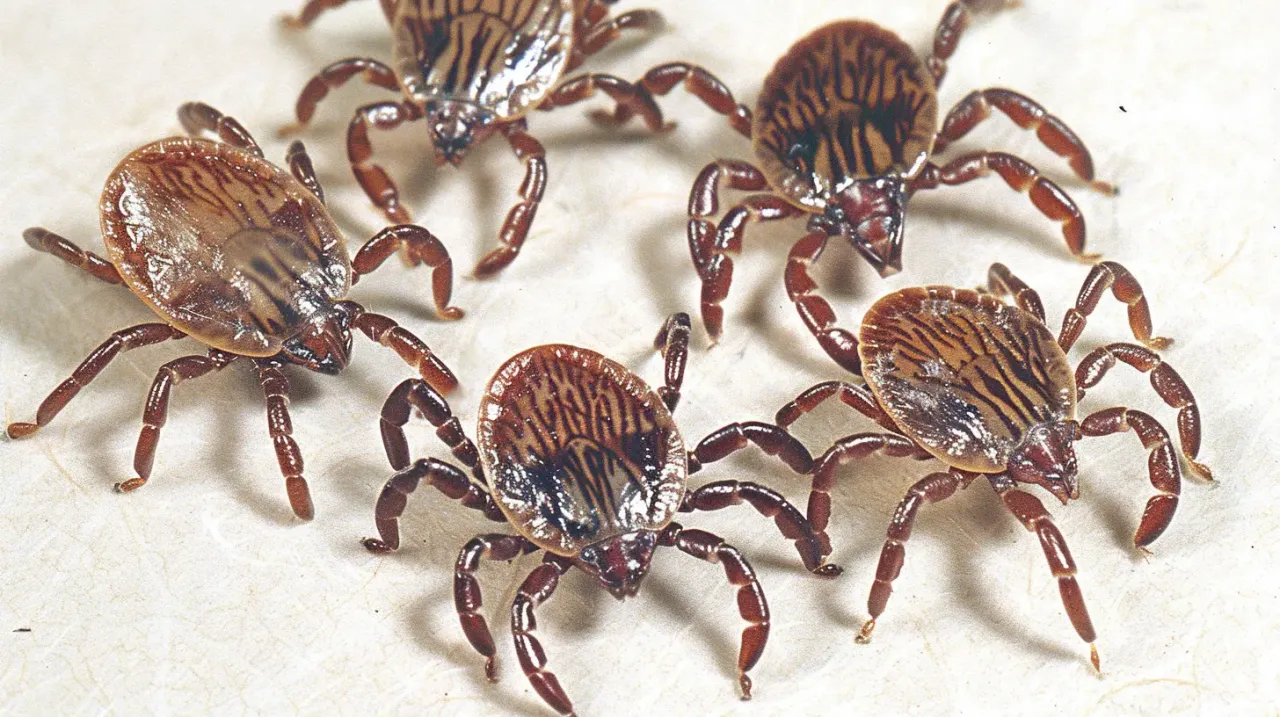 naturalni wrogowie kleszczy w ogrodzie