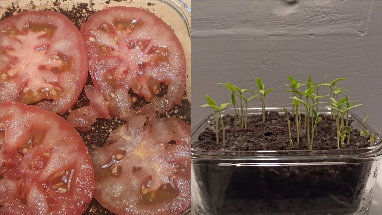 wysiew pomidorów w domu nasiona