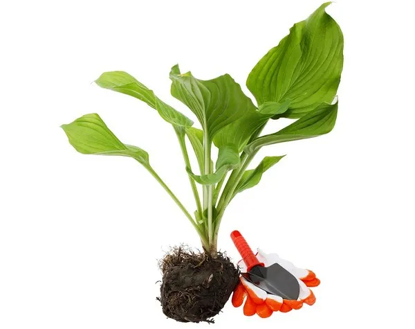 Sadzonka funkii w doniczce i kłącze