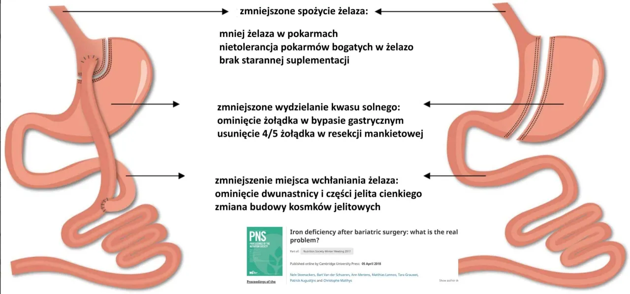 Schemat wchłaniania kwas&oacute;w ż&oacute;łciowych