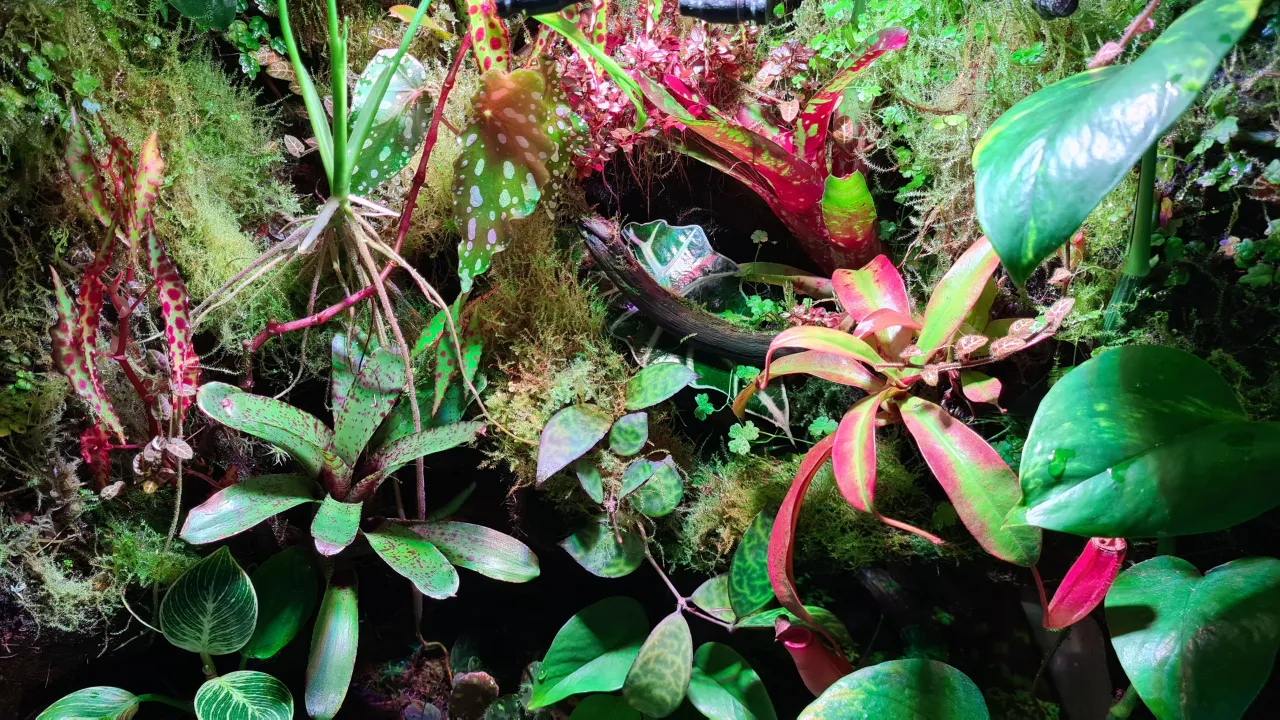 r&oacute;żne typy roślin do terrarium