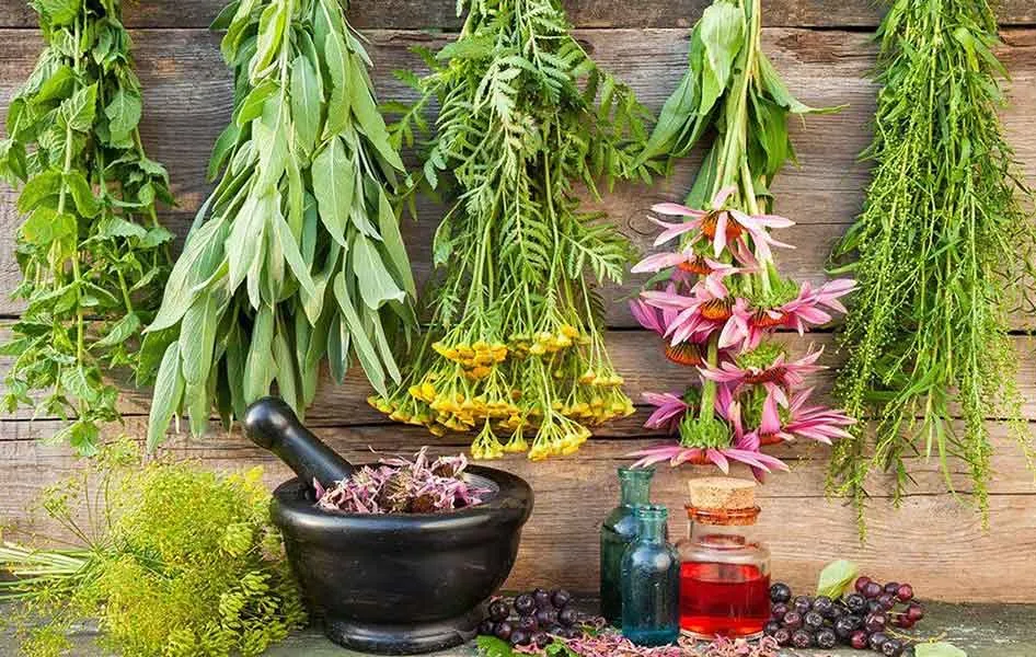 domowe sposoby na b&oacute;l kości okłady zioła