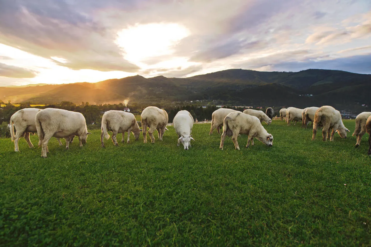Bac&oacute;wka na Bukowinie widok z lotu ptaka