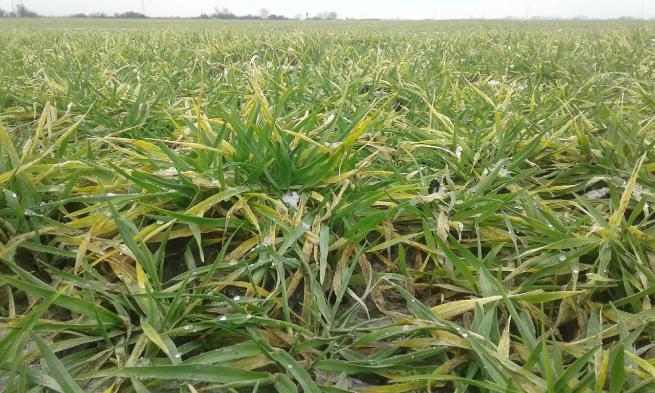 rolnicy na forum nawożenie jęczmienia