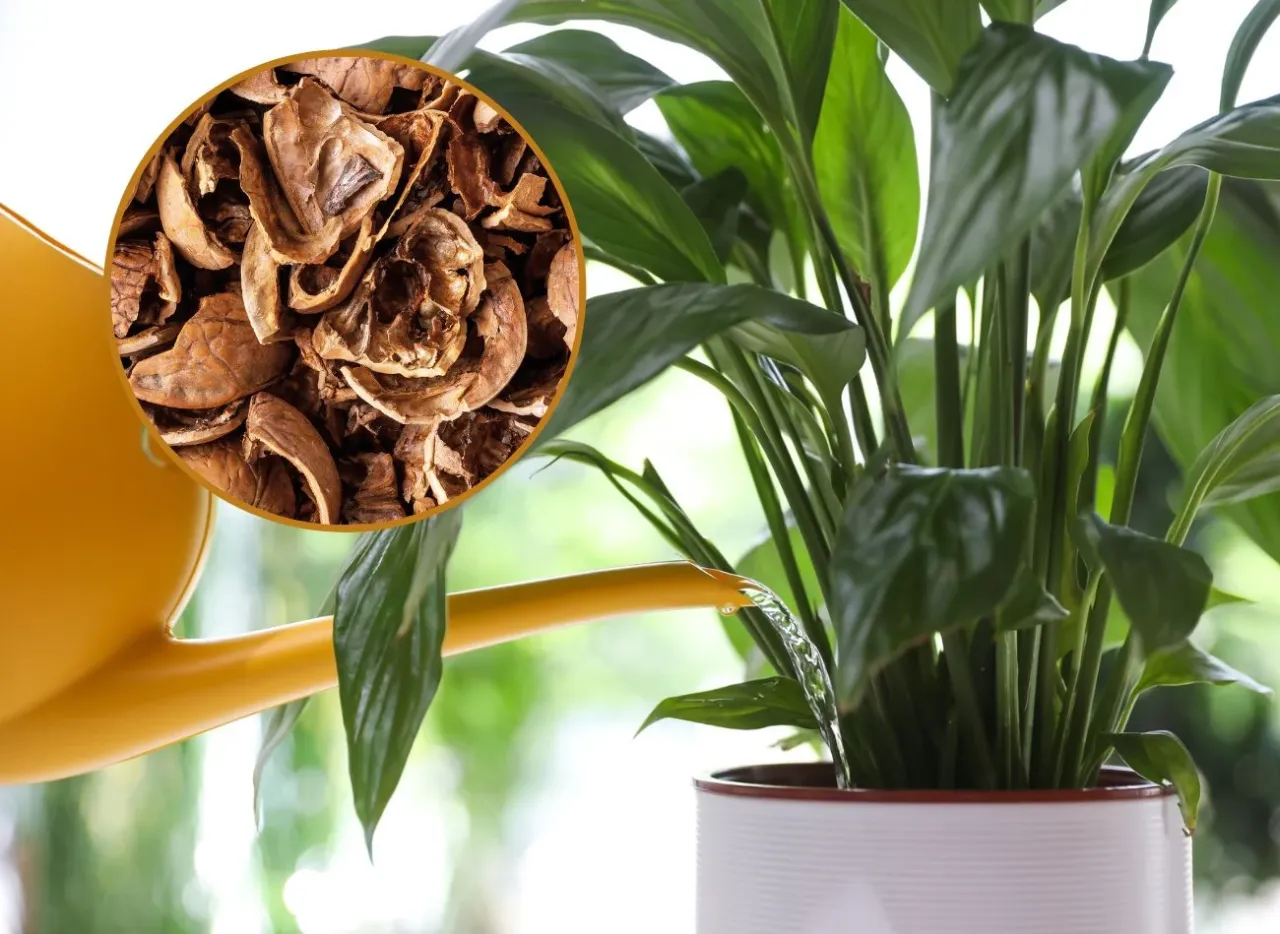 skrzydłokwiat zwiędnięte liście