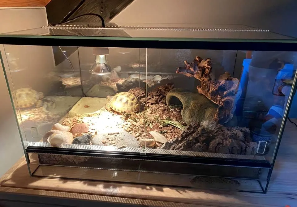 dokument CITES ż&oacute;łw