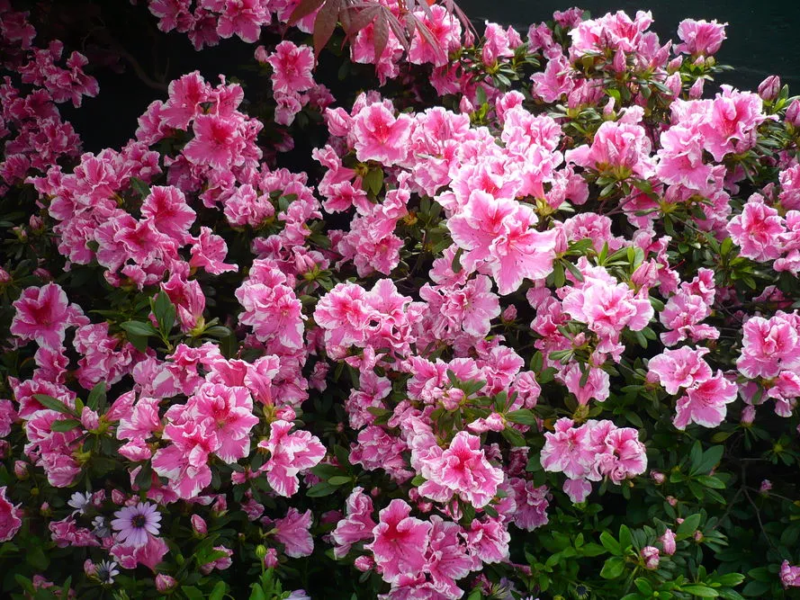 kwitnące krzewy maj Polska