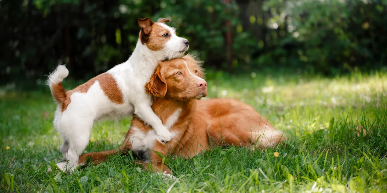 Szczeniak bawiący się z innym psem podczas socjalizacji