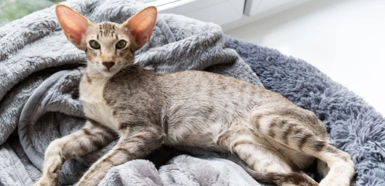 koty różnych ras, kot senior, kot jedzący karmę