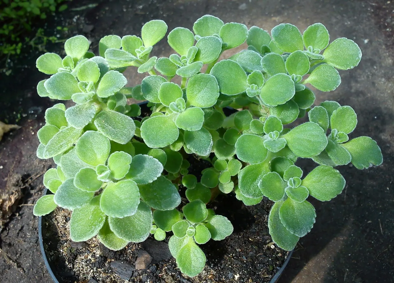 Krzewiący się oregano kubańskie do czego? Do przyprawiania potraw, napar&oacute;w, a nawet jako roślina ozdobna.