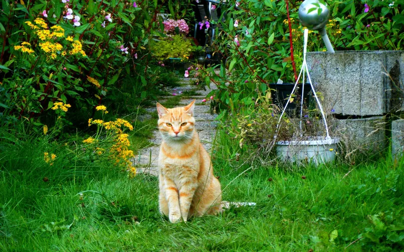 gdzie koty lubią się chować w domu i ogrodzie