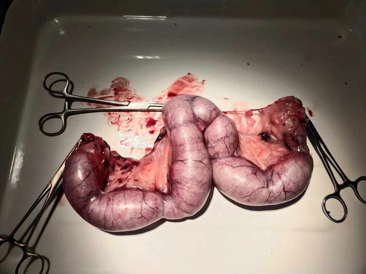 Usunięte narządy rozrodcze kr&oacute;lika, z widocznymi naczyniami krwionośnymi. Czy kr&oacute;lik ma cieczkę? To pytanie można zadać, analizując stan narząd&oacute;w.