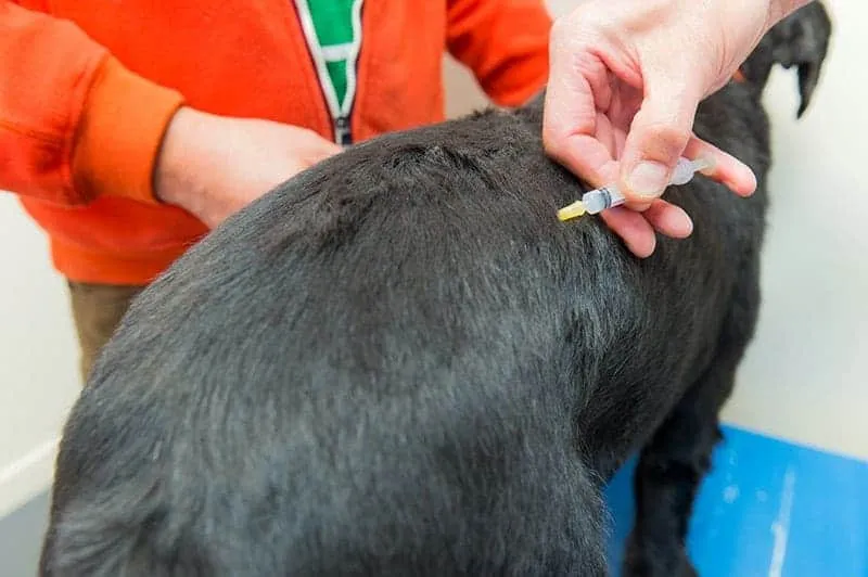 weterynarz podaje zastrzyk psu