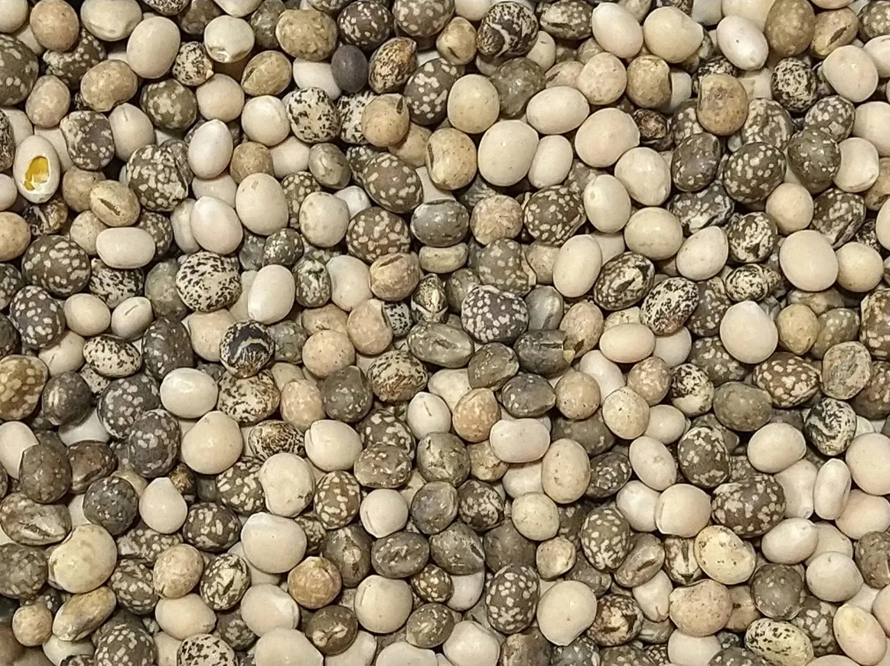 Ziarna łubinu, gotowe do przygotowania jako przynęta na ryby. Różne odcienie i wzory na ziarnach.