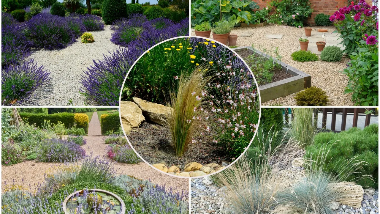 Nowoczesny ogr&oacute;d żwirowy aranżacje