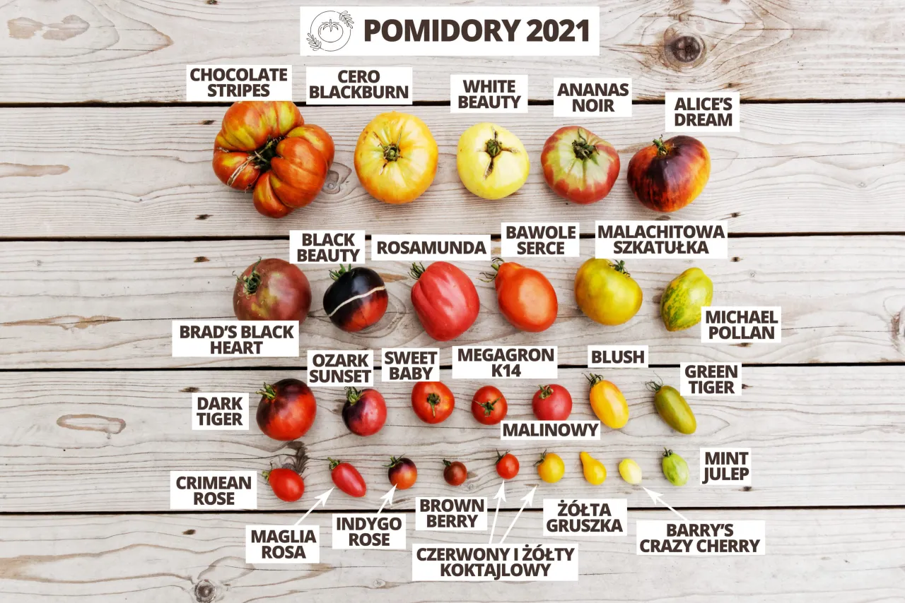 kalendarz sadzenia pomidorów w Polsce infografika