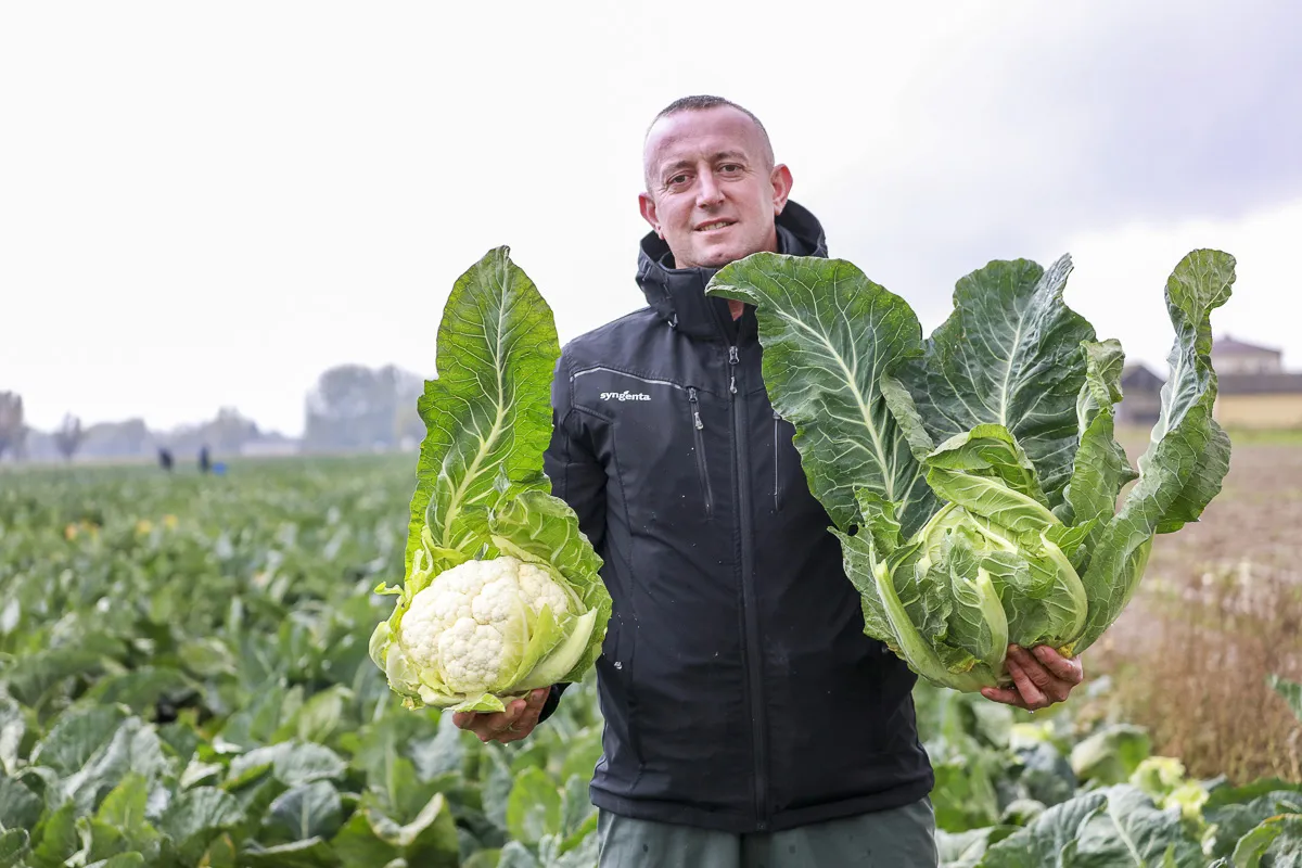 świeży kalafior na targu