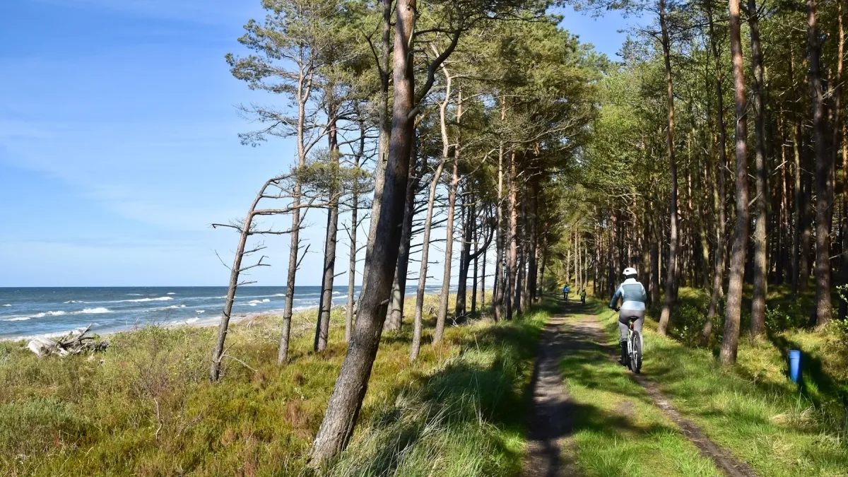ścieżka rowerowa nad morzem polskim las
