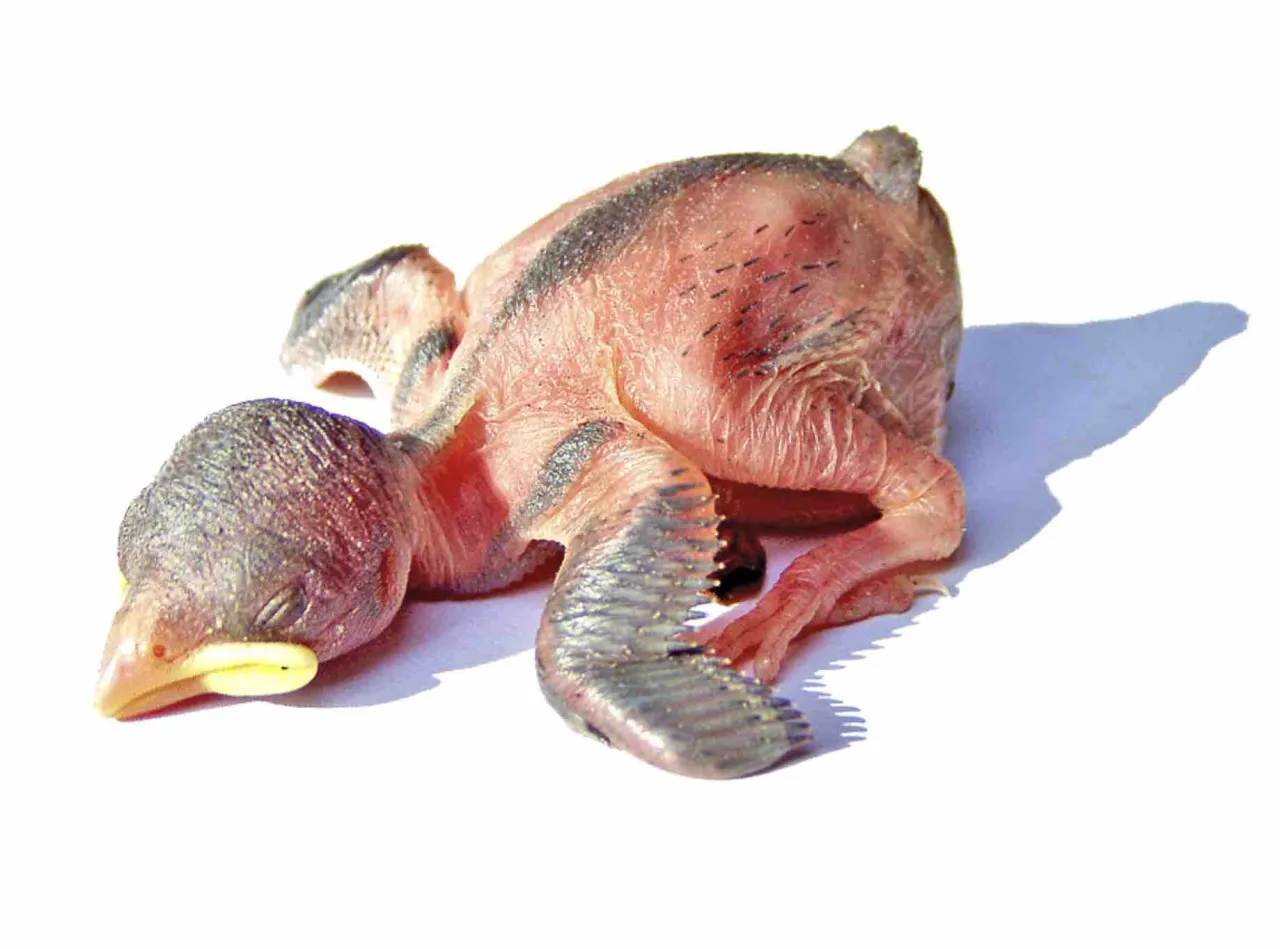 pisklę wr&oacute;bla a podlot r&oacute;żnice