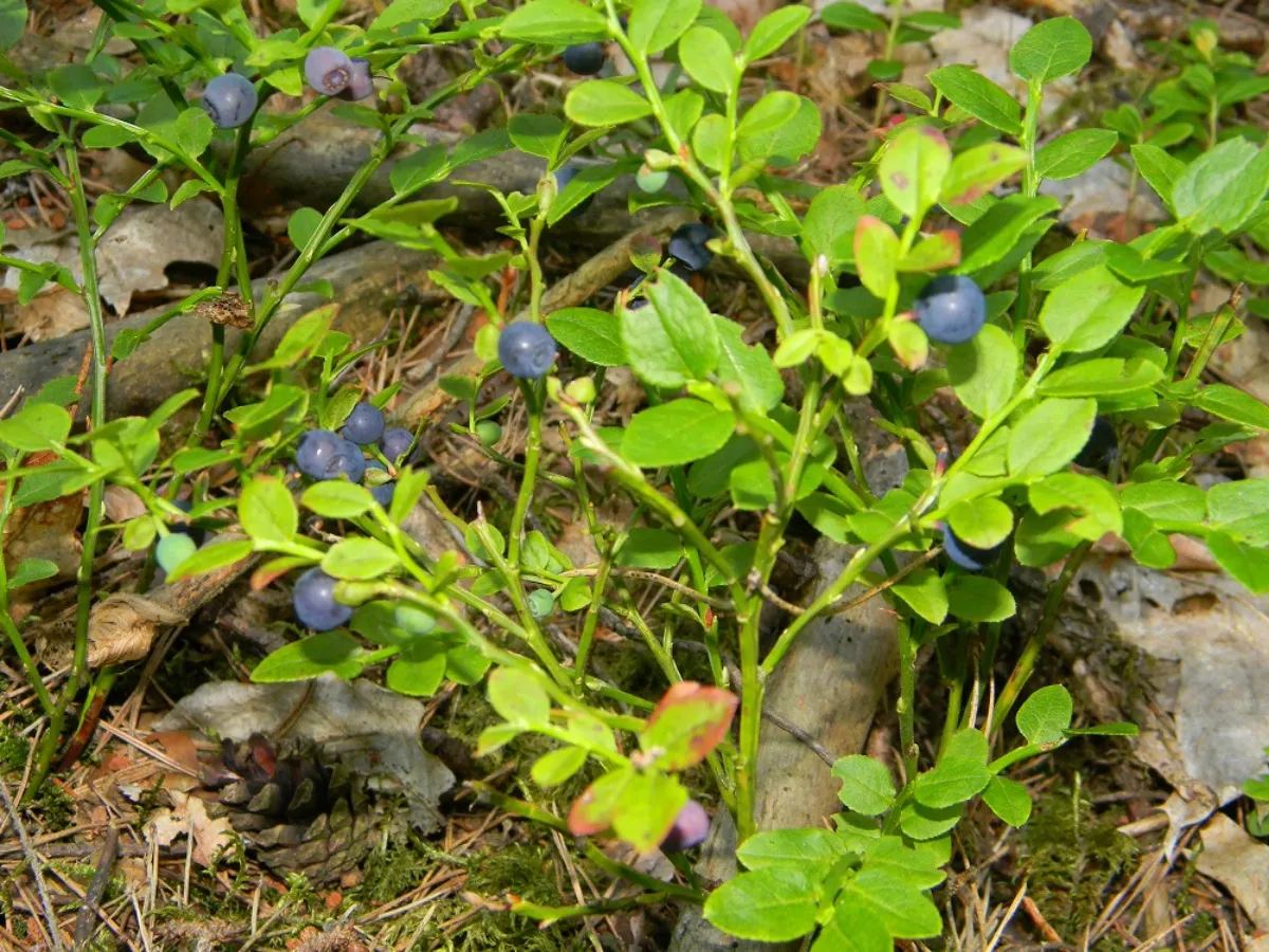jagody leśne w lesie