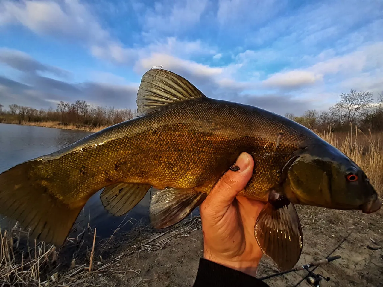 Idealne łowisko na lina: trzciny, grążele, muliste dno