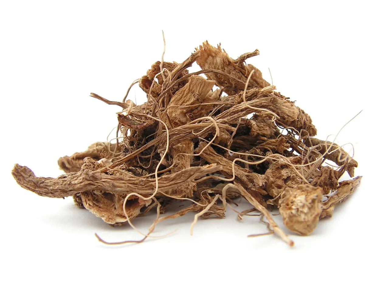 korzeń szczeci pospolitej