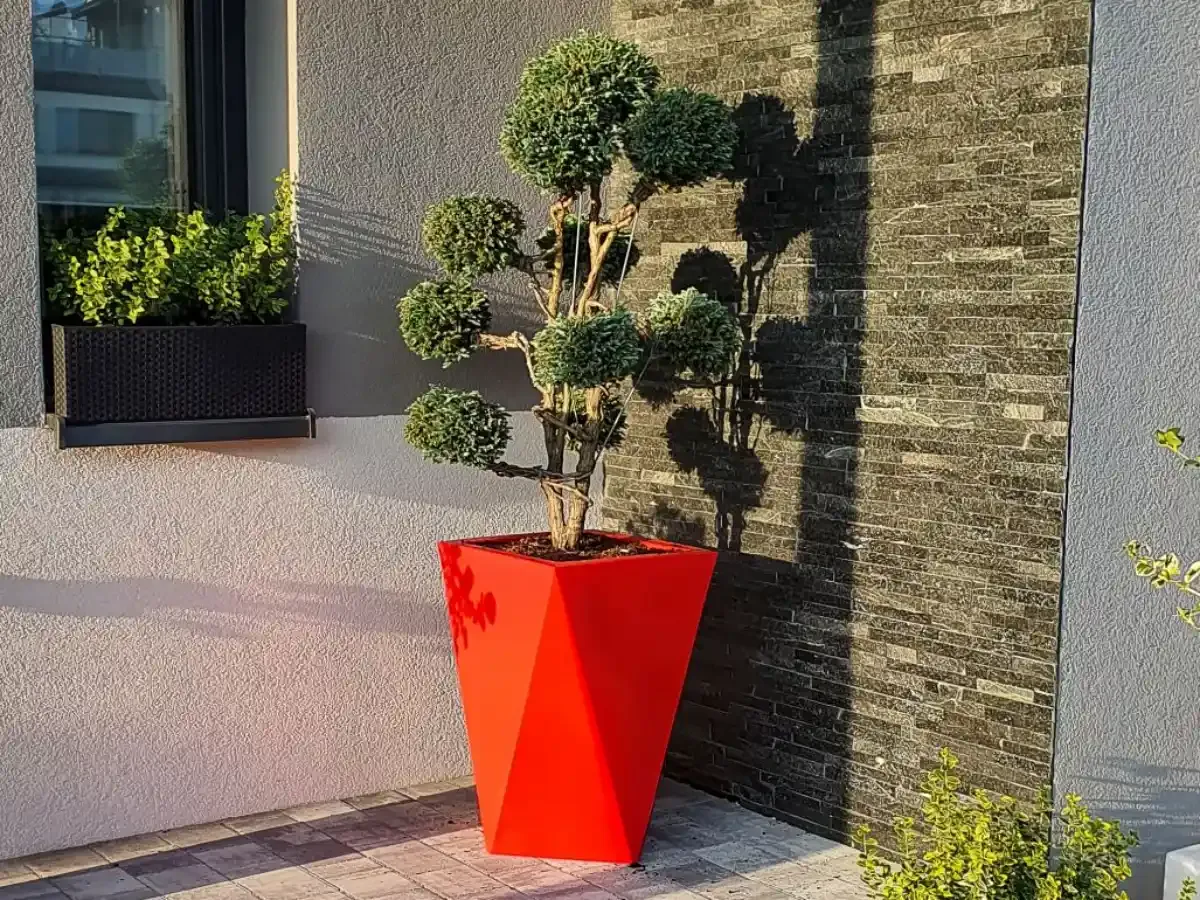 Klon palmowy w donicy