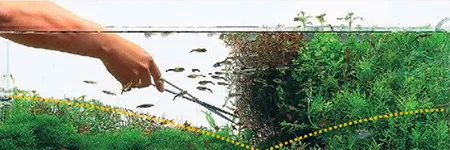 Zdjęcie Jak przycinać rośliny w akwarium: Krok po kroku dla zdrowego zbiornika