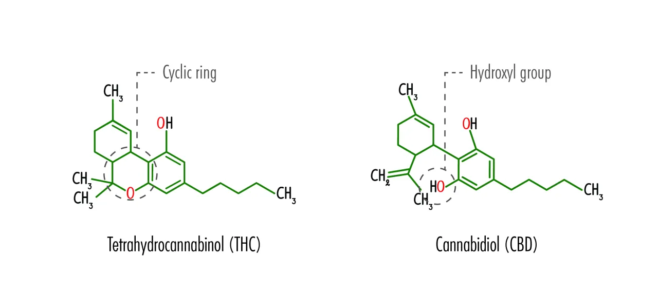 Medyczna marihuana THC CBD budowa chemiczna
