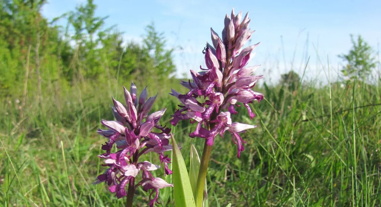 rośliny chronione w Polsce