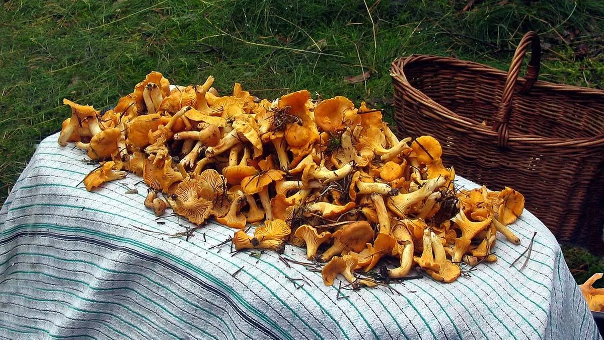 Świeże kurki na stole lub w koszyku