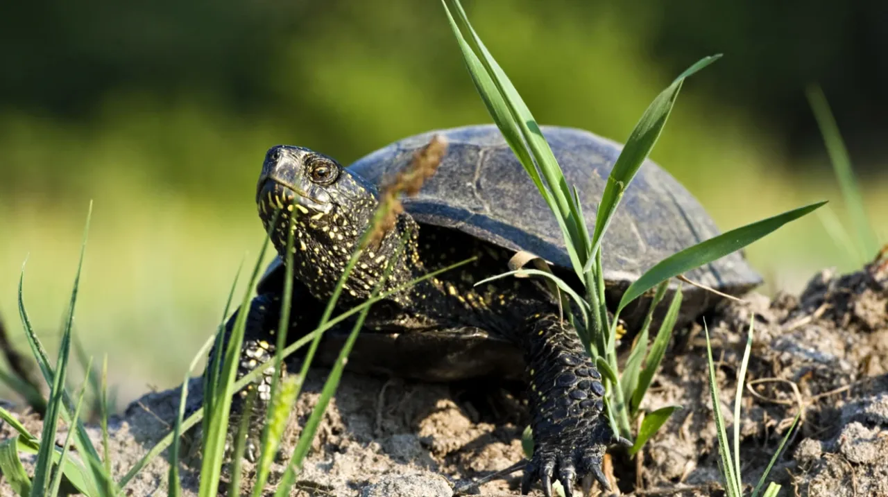 bezpieczne podnoszenie żółwia