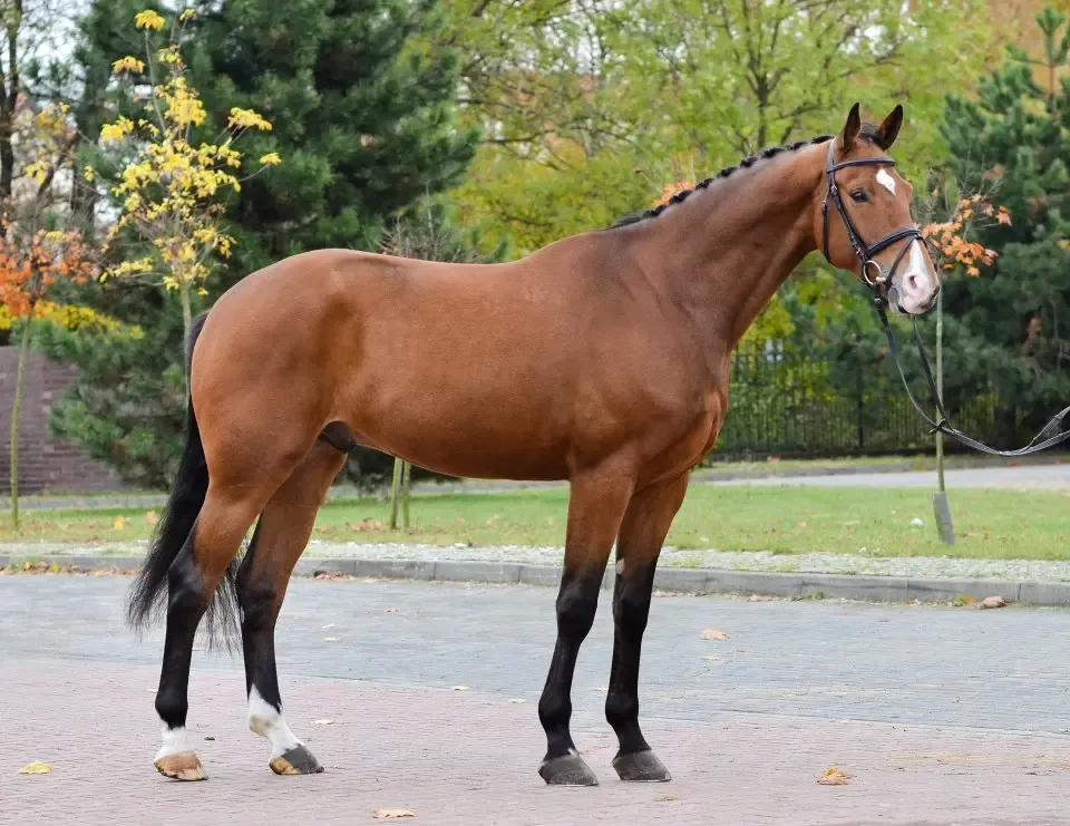 różne rasy koni w Polsce