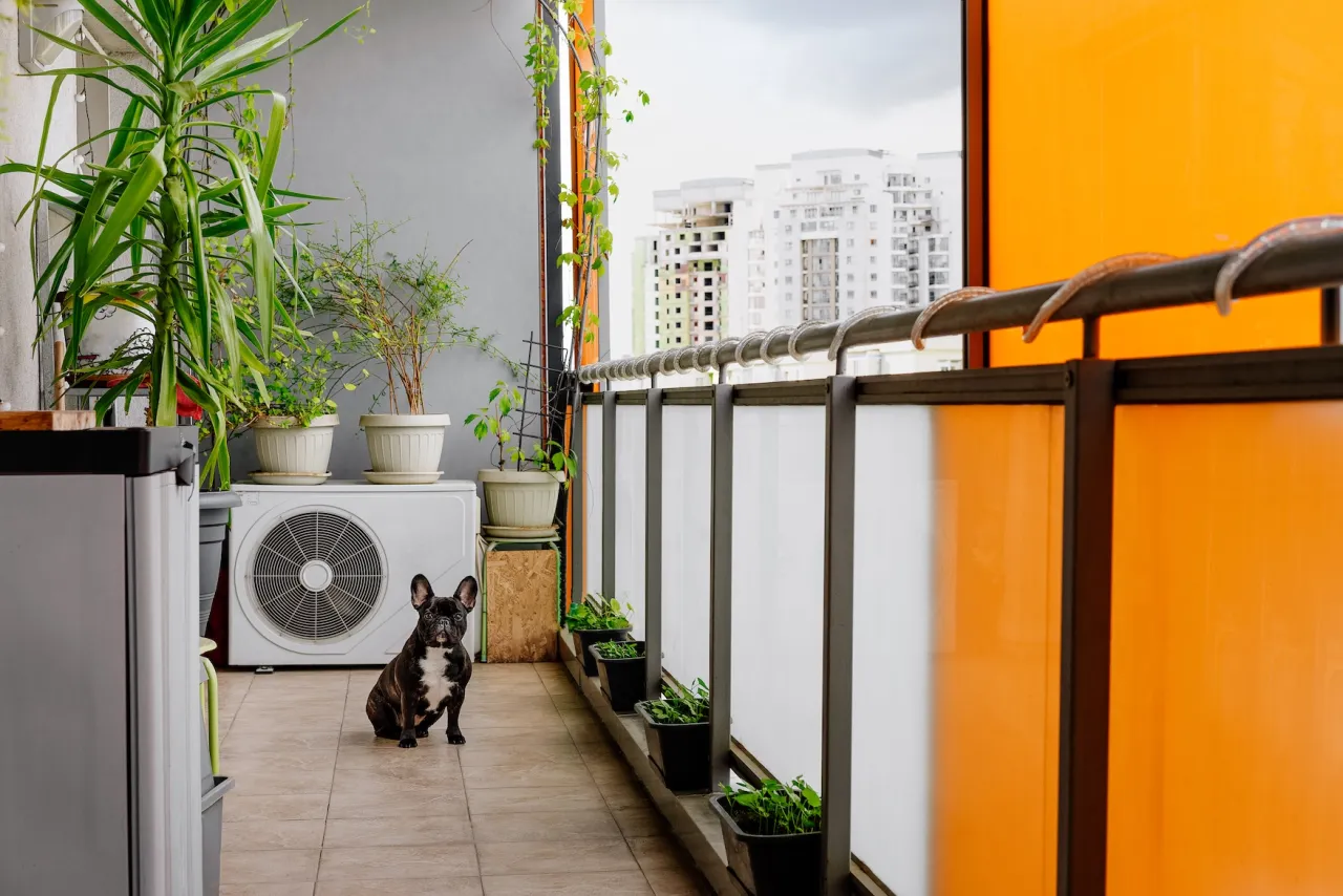 Buldog francuski na balkonie obok jednostki klimatyzacyjnej. Dowiedz się, jak zamontować klimatyzację w bloku, by cieszyć się chłodem.