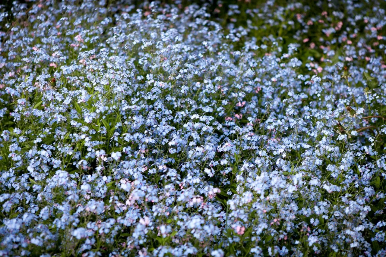 kwiaty dwuletnie siew czerwiec rozsadnik