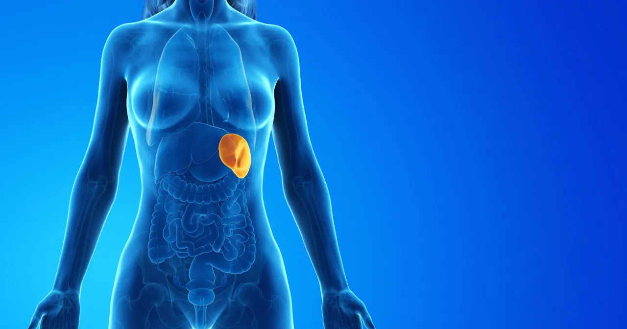 Anatomia śledziony w organizmie człowieka