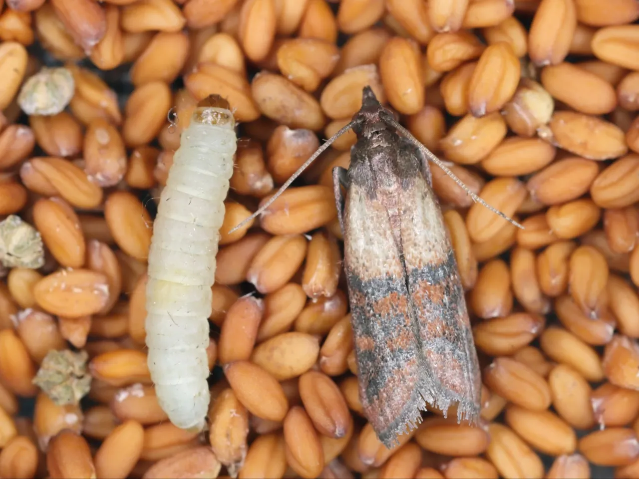 mole spożywcze w mące