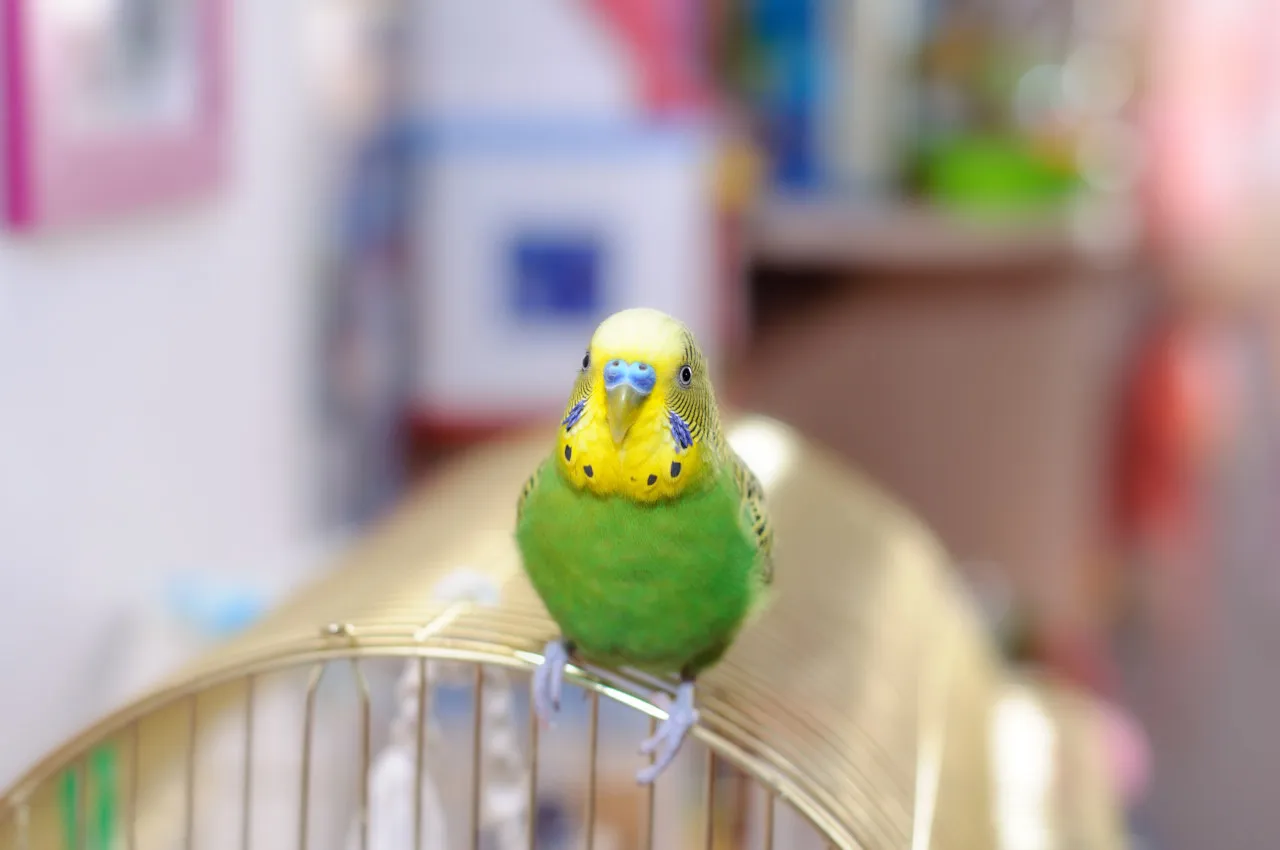 papuga w transporterze zimą