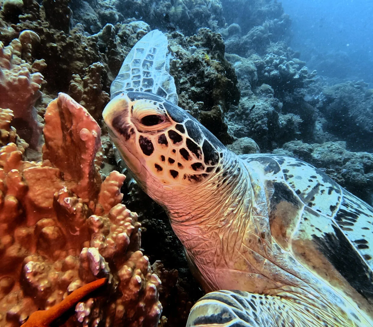 Indonezja nurkowanie rafa koralowa lub orangutan Borneo